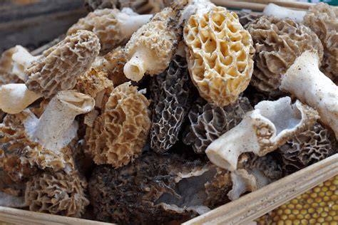 5 Best Morel Mushrooms Ohio Hunting Facts & Tips