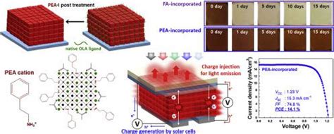 Hydrophobic Stabilizer Anchored Fully Inorganic Perovskite Quantum Dots