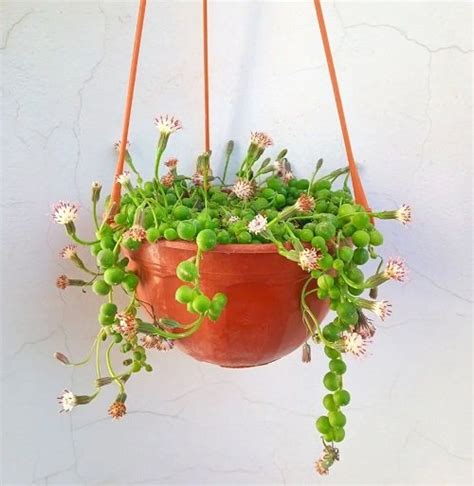 19 Stunning Succulents With White Flowers | Balcony Garden Web