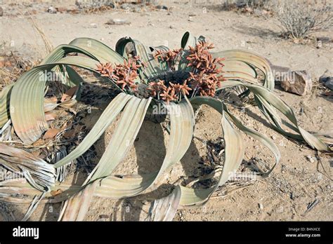 Welwitschia Mirabilis Muestra De Flores En El Monumento Nacional Bosque