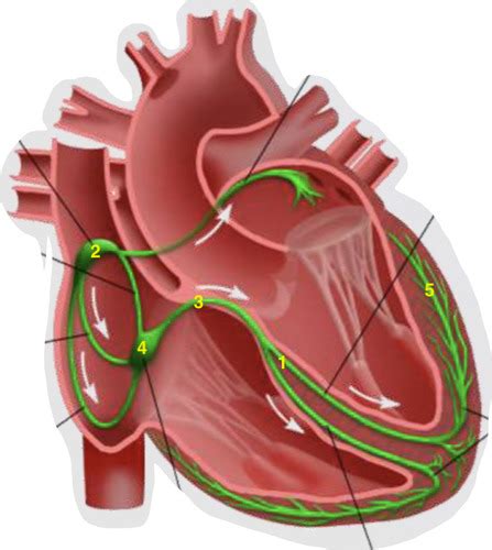 Cardiac Muscle Flashcards Quizlet