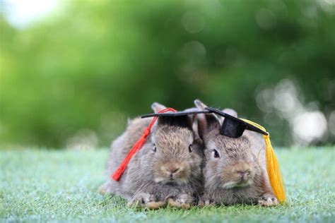 Litte 이미지 – 찾아보기 1,944 스톡 사진, 벡터 및 비디오 | Adobe Stock