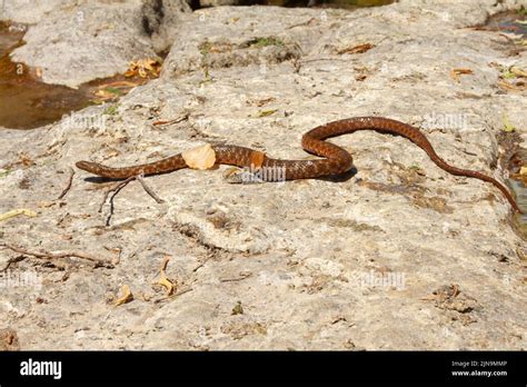 A Dice Snake Crawling On The Rock Stock Photo Alamy