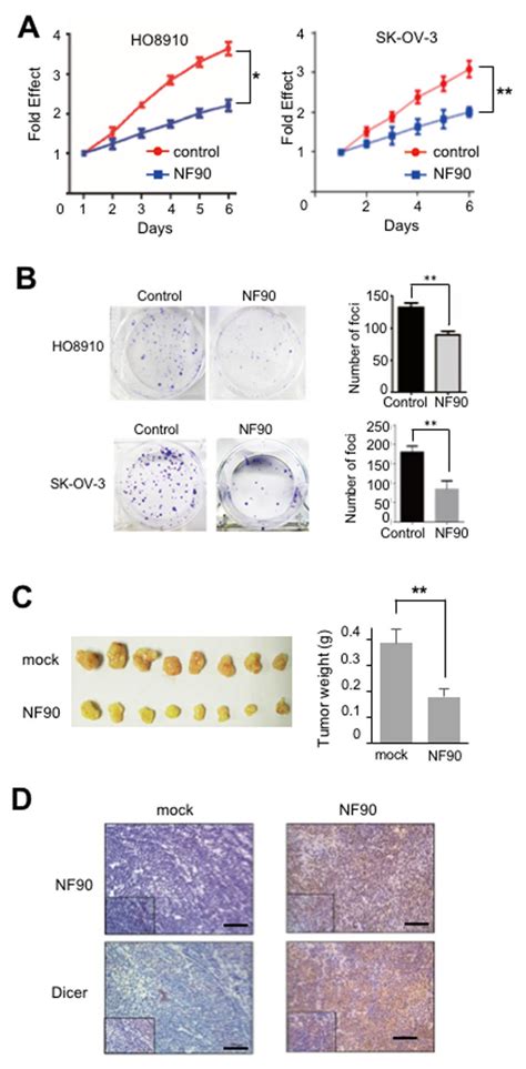 Nf90 Nf110 Dependent Modulation Of Dicer Expression Controls Download Scientific Diagram