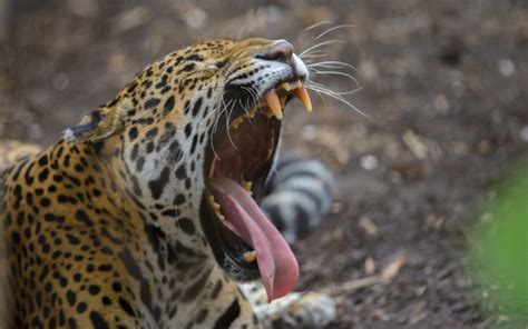 jaguar, Teeth Wallpapers HD / Desktop and Mobile Backgrounds