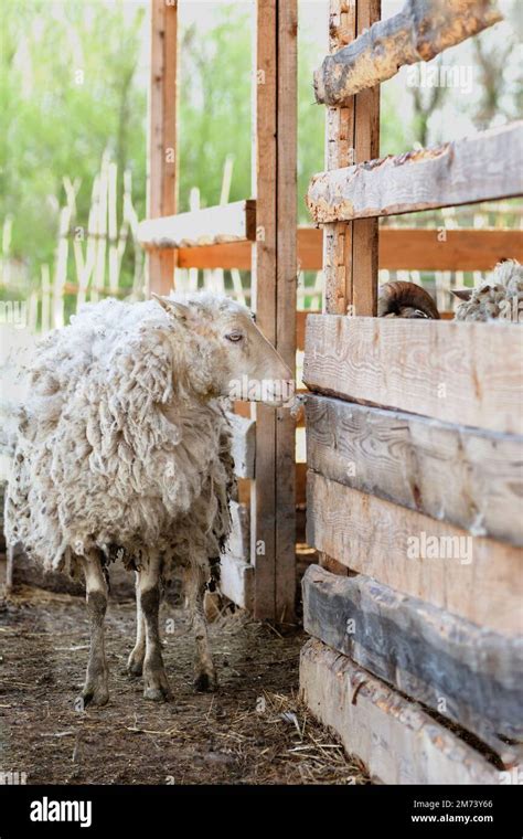 Curly Haired Sheep Hi Res Stock Photography And Images Alamy