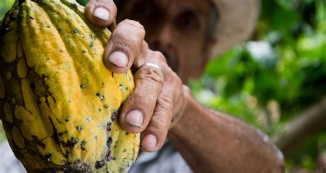 A trajetória econômica da produção de cacau no Brasil