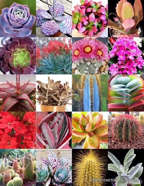 Solve Color Succulent Mix Jigsaw Puzzle Online With Pieces