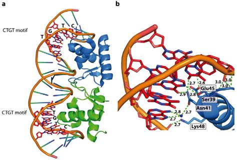 Ijms Free Full Text Making The Bend Dna Tertiary Structure And Protein Dna Interactions