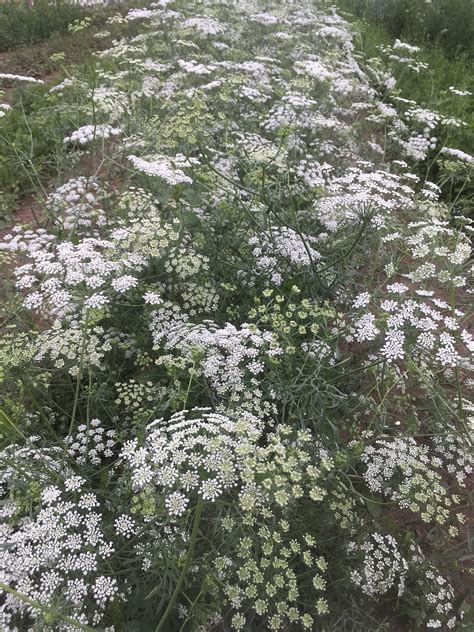 Saving False Queen Annes Lace Seed — Artemis Flower Farm