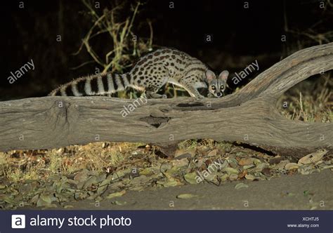 Spotted Genet Stock Photos And Spotted Genet Stock Images Alamy