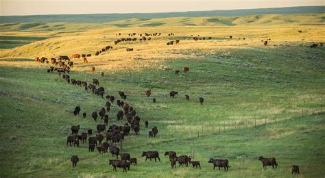cattle ranch jobs montana  philip ayala blog