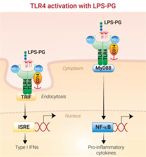 Lps Pg Lipopolysaccharide From Porphyromonas Gingivalis