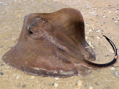 Southern Stingray | Mexico – Fish, Marine Life, Birds and Terrestrial Life