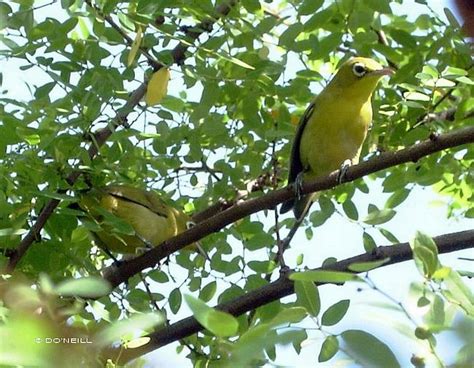 Gambar Burung Pleci Tarung Jago