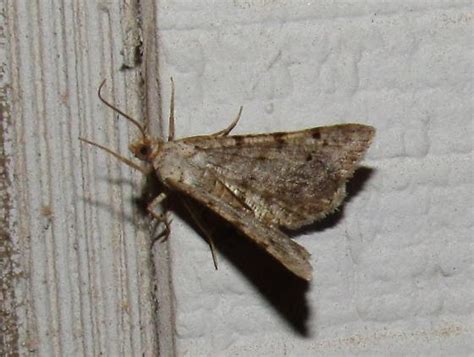 Digrammia Ocellinata Faint Spotted Angle Moth Bugguide Net