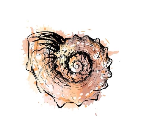 Premium Vector Sea Shell From A Splash Of Watercolor Hand Drawn