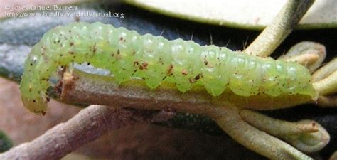 Entomologia Agraria Margaronia Dell Olivo