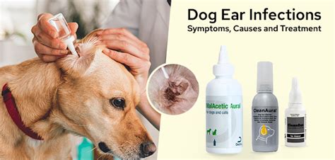 Dog Ear Infection Symptoms Causes And Treatment