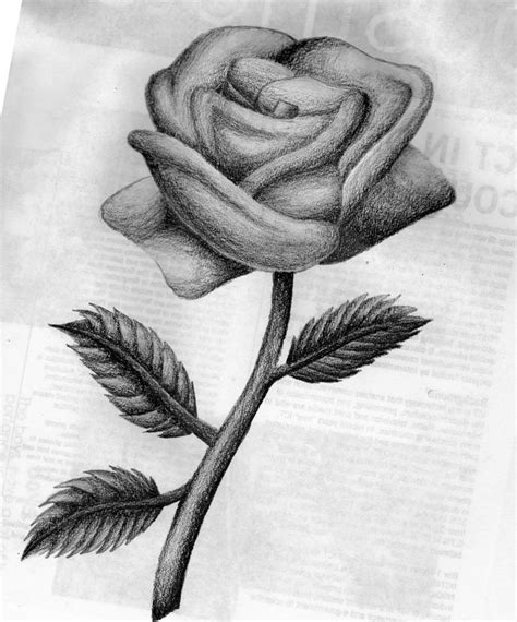 rose-drawing (18) - 8618 - The Wondrous Pics