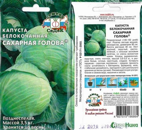 Поздняя капуста Сахарная голова: описание, фото, отзывы