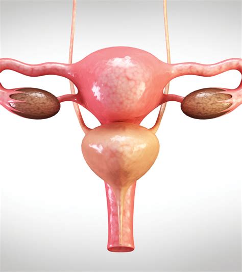 Uterus