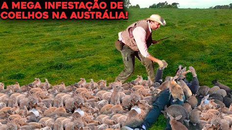 A Infesta O De Coelhos Da Austr Lia Que Est Acabando Fazendas