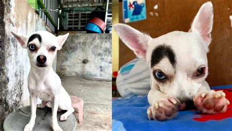 Lucky The Adorably Unique Looking Chihuahua Is Growing A Huge Worldwide