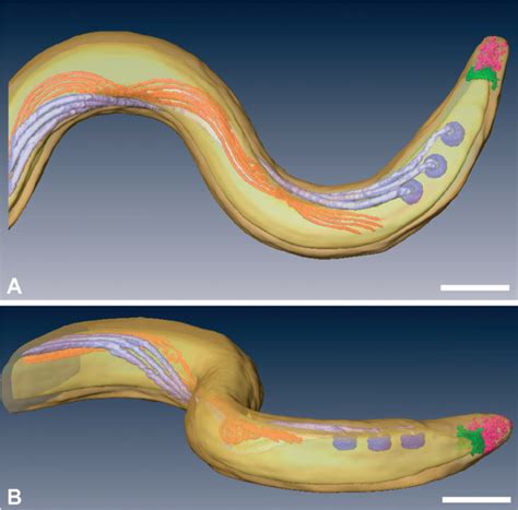 Treponema Pallidum Diagram