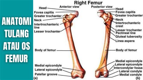 Anatomi Tulang Atau Os Femur Manusia Anatomi Tutorial