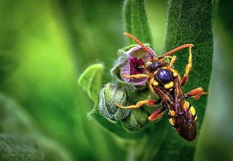 What Do Wasp Eat Wasps Diet By Types What Eats Wasps