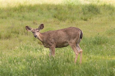 Alert Blacktail Deer Doe Stock Photo Image Of Outdoors 50827856