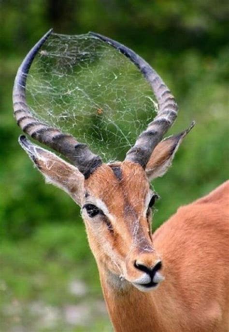 Symbiotic relationship between a Deer and a spider. The Deer that lets ...