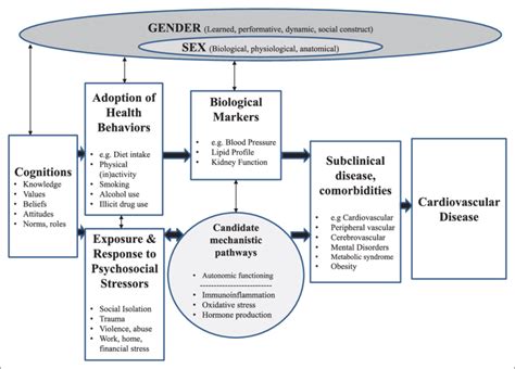 Figure Gender And Sex As Determinants Of Cardiovascular Health