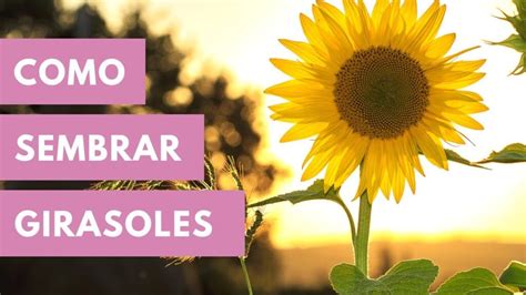 Como Sembrar Girasoles En Casa Colombia Verde