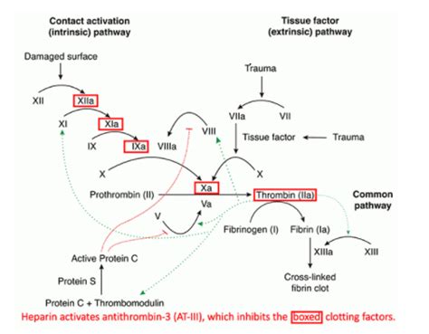 Direct Oral Anticoagulants Doacs—dabigatran