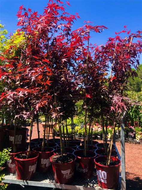 Acer 'Purple Japanese Maple' — Rockbank Nursery