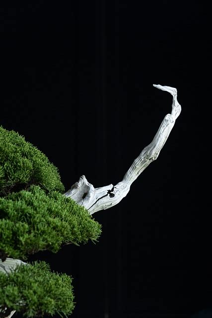 Bonsai Plant Decoration Japanese - Free photo on Pixabay