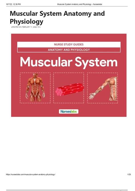 Muscular System Anatomy And Physiology Study Guide With Notes And