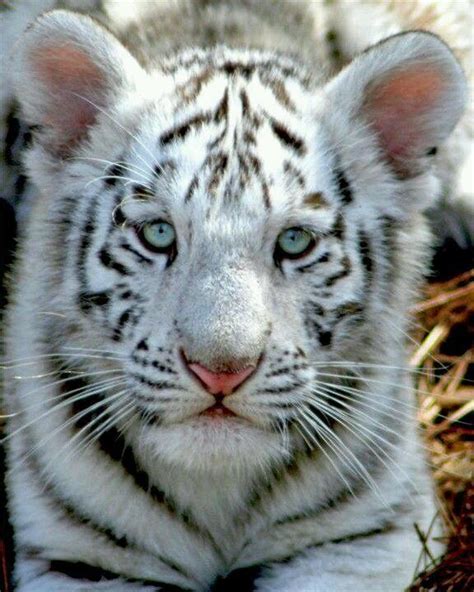 Baby White Tiger Today