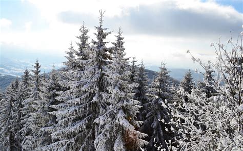 Wallpaper Landscape Snow Winter Branch Frost Spruce Wilderness