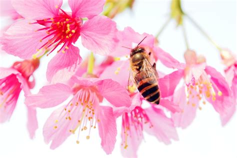 4k Roses Closeup Bees Pink Color Hd Wallpaper Rare Gallery