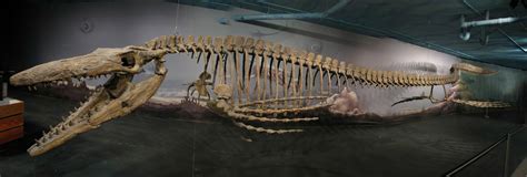 Kansas State Fossil Tylosaurus And Pteranodon