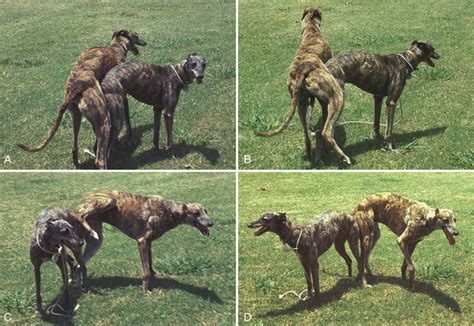 Why Do Dogs Turn Around After Mating