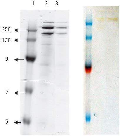 Figure 3 From Isolation And Purification Of Novel Thermostable Alkaline