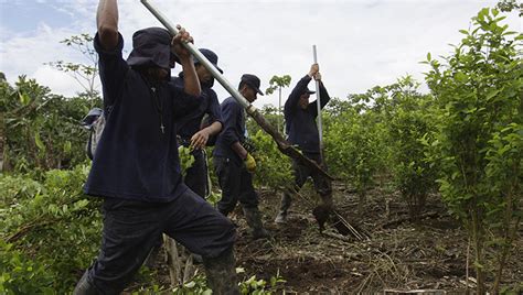 Cifra R Cord De Cultivos Y Producci N De Coca En Colombia En