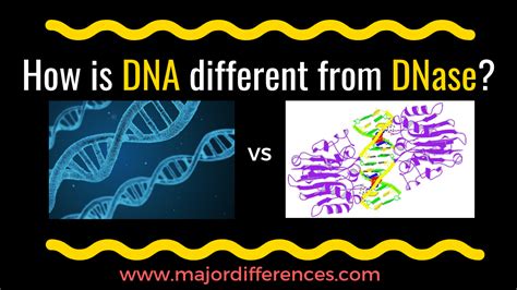 7 Differences between DNA and DNase (DNA vs DNase)