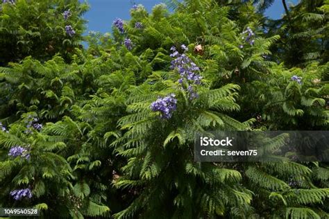 Jacaranda Mimosifolia Stock Photo Download Image Now Backgrounds