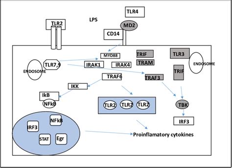 Lps Induced Signaling Pathway Download Scientific Diagram