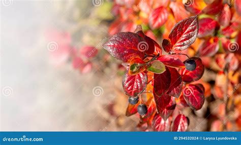 Bright Red Leaves and Berries of Cotoneaster Lucidus in the Rays of the Autumn Sun Stock Photo ...